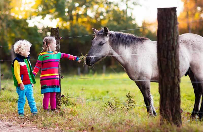 Urlaub auf dem Bauernhof
